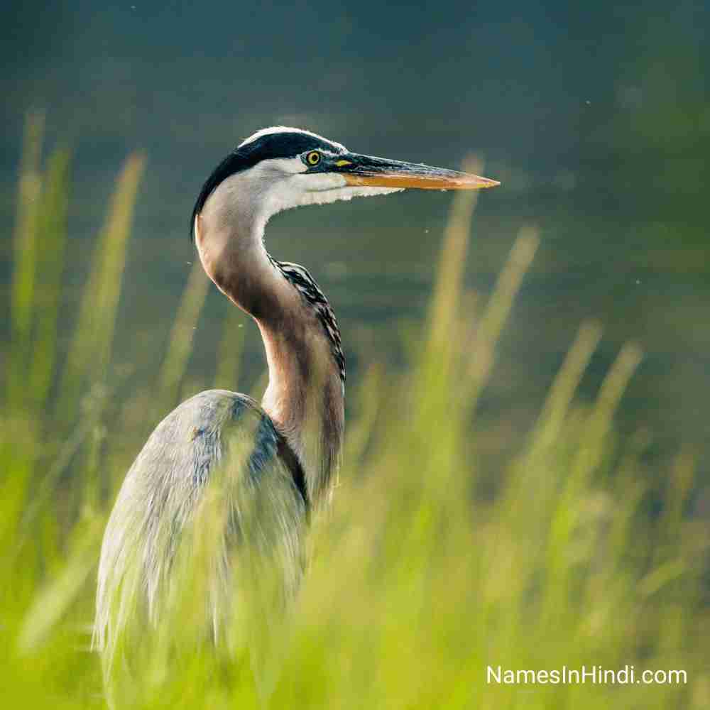 51+ Birds Name in Kannada | Common Names and Images