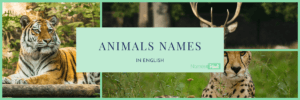 Animals Name in hindi 1