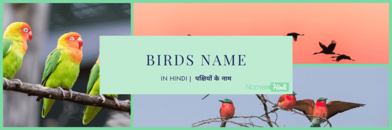 Birds Name in Hindi पक्षियों के नाम