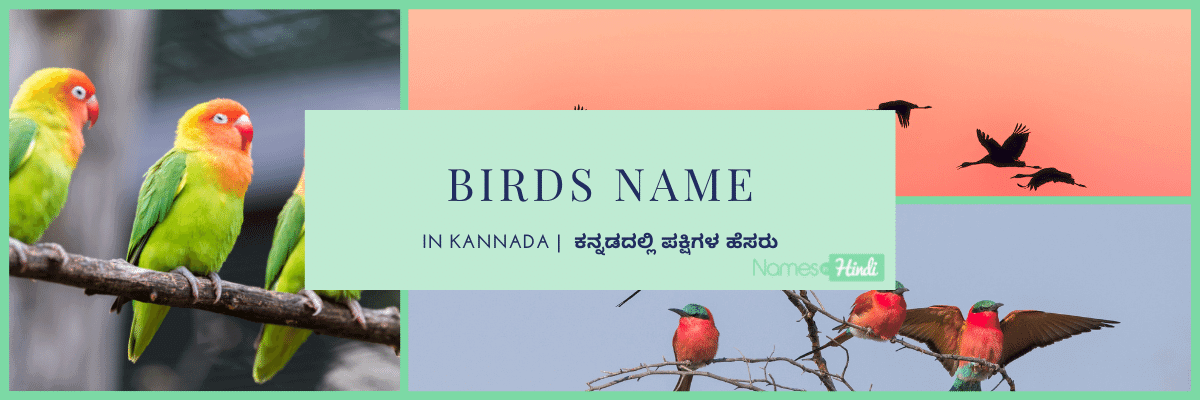 51+ Birds Name in Kannada | Common Names and Images