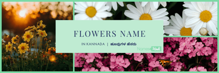 Flowers name in Kannada