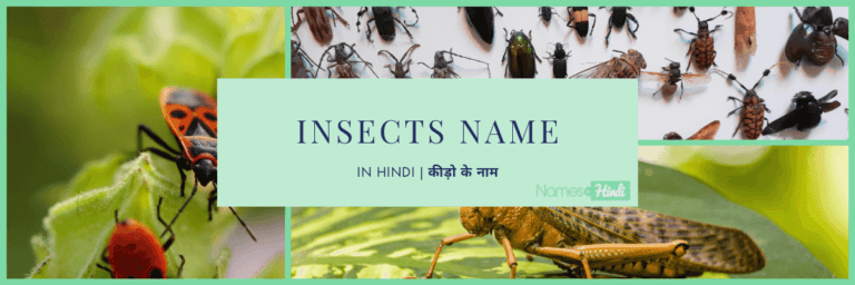 Insects Name in Hindi