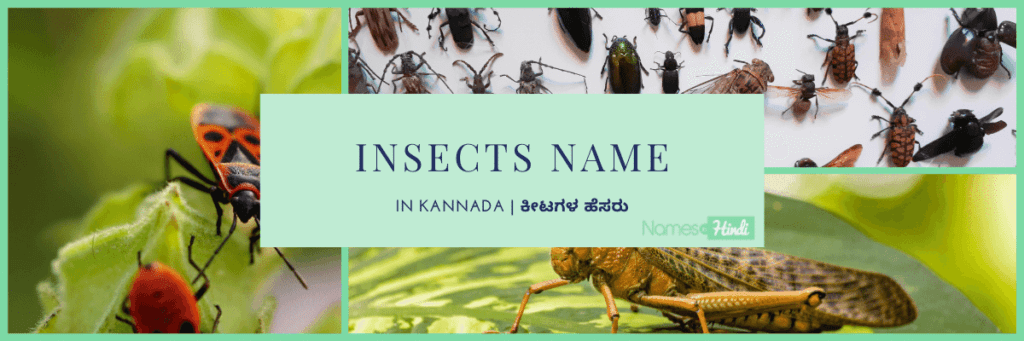 51+ Birds Name in Kannada | Common Names and Images