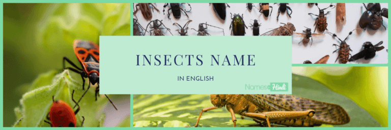 Insects Name in Marathi 1