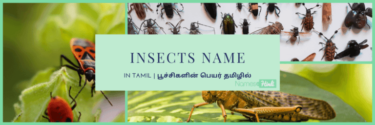 Insects Name in Tamil